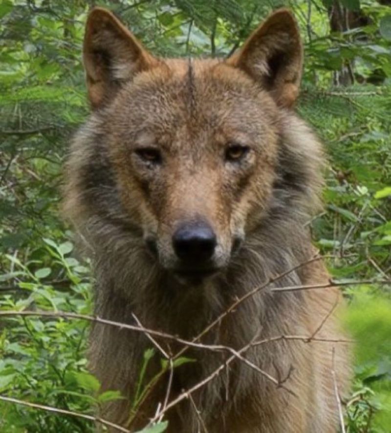 Image for the Tweet beginning: Ze denken dat ze Bram