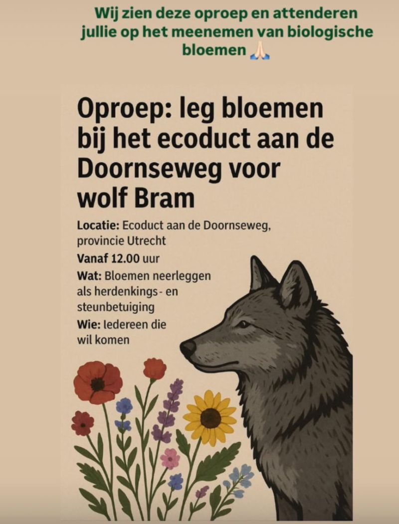 Image for the Tweet beginning: Biologische bloemen voor Bram 🐺