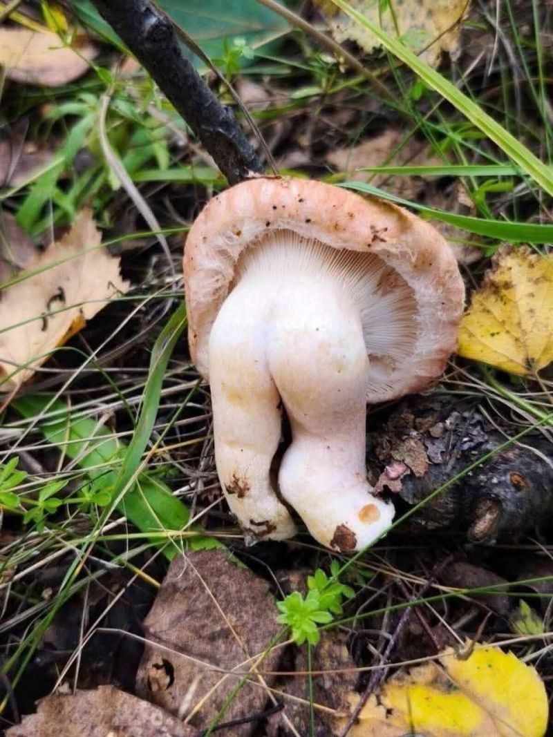 Image for the Tweet beginning: Nouja..😲 