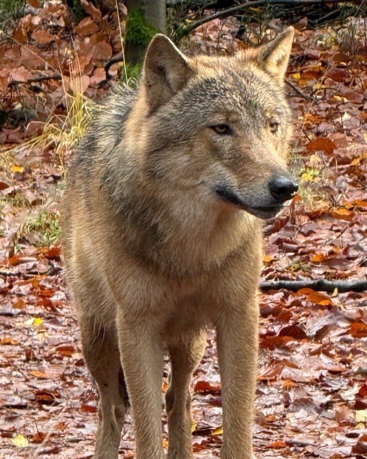 Image for the Tweet beginning: Wolf Bram afgelopen zondag 30