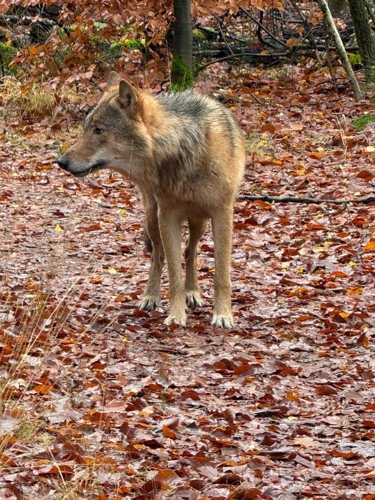 Image for the Tweet beginning: Wolf Bram afgelopen zondag 30