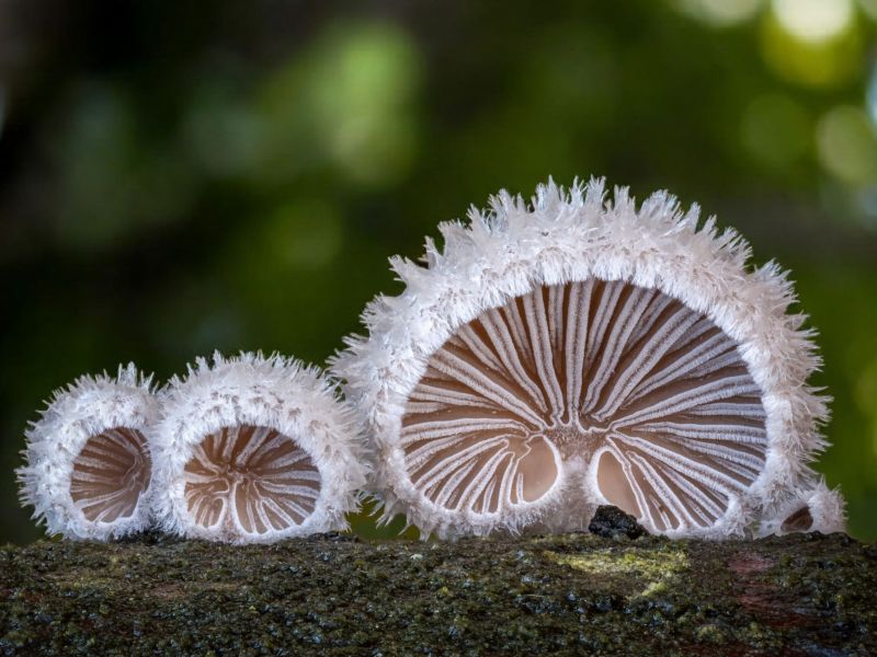 Image for the Tweet beginning: 'Waaiertjes' Het Waaiertje komt vooral