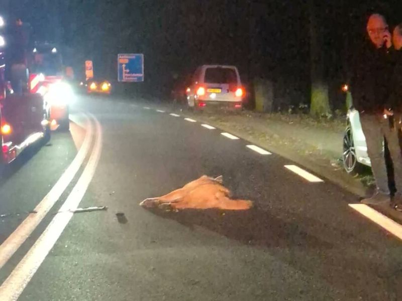 Image for the Tweet beginning: Wolf doodgereden op N304: 'Hij