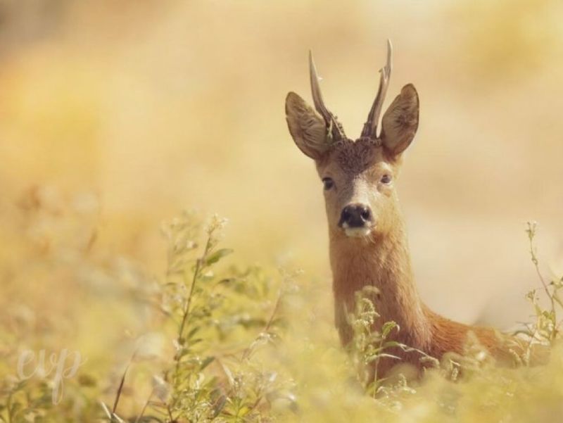 Image for the Tweet beginning: Twee reebruine ogen keken @Nollie70