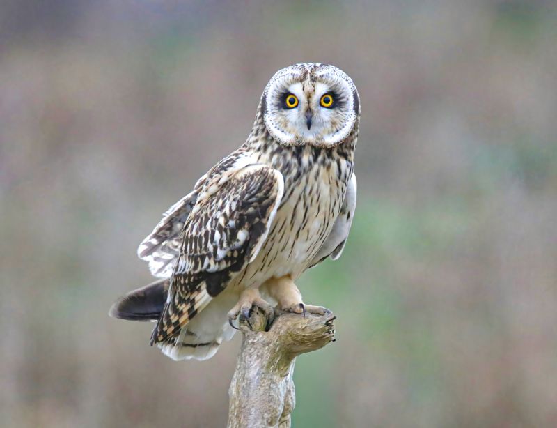 Image for the Tweet beginning: Short Eared Owl 