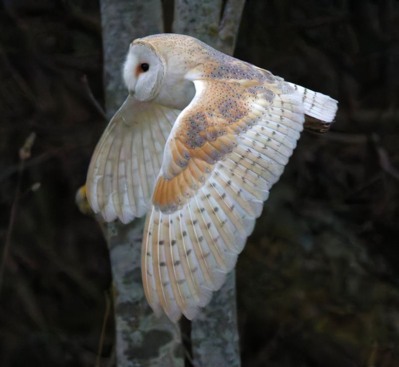 Image for the Tweet beginning: A flying shot of last