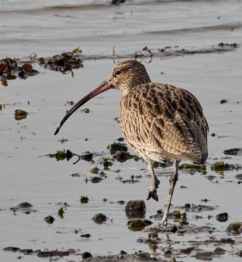 Image for the Tweet beginning: Curlew. 