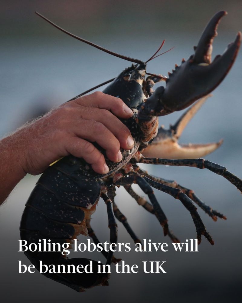 Image for the Tweet beginning: Disgusting cruelty about time this