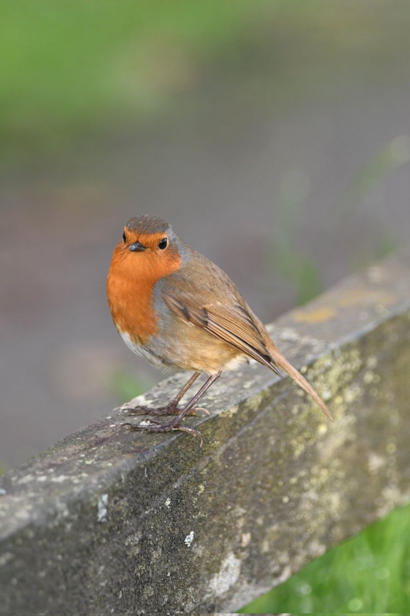 Image for the Tweet beginning: Robin 
Bude Cornwall 〓〓
#Bude #Cornwall