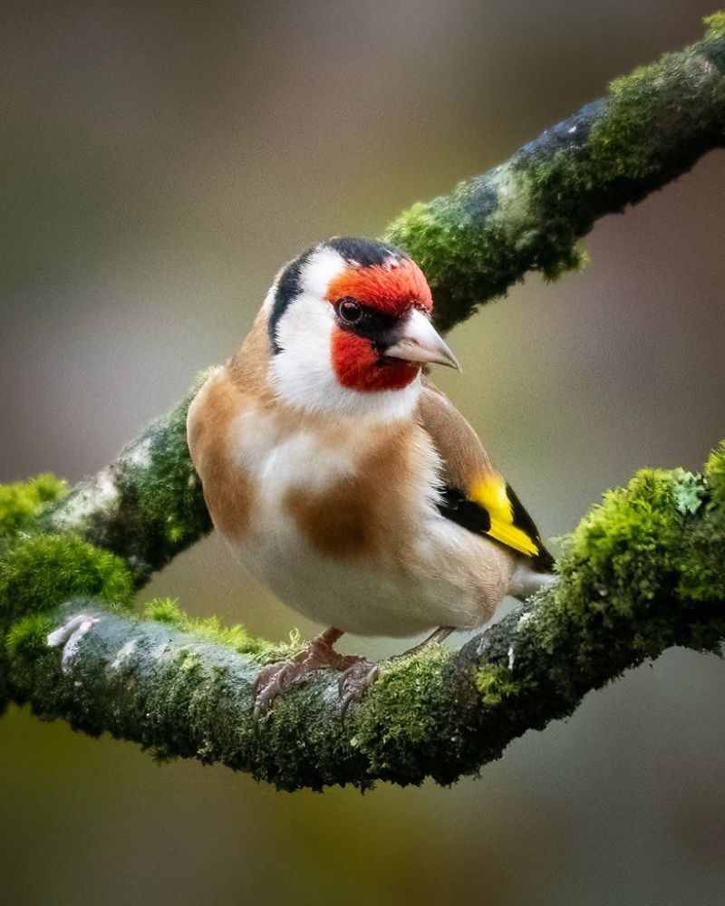 Image for the Tweet beginning: Make sure you get my