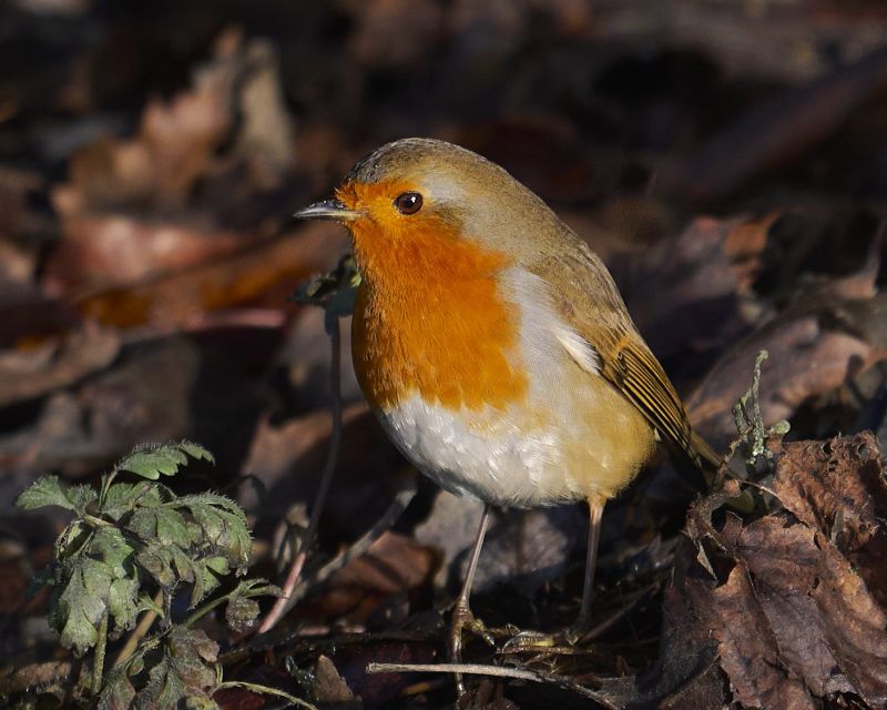 Image for the Tweet beginning: Robin. 