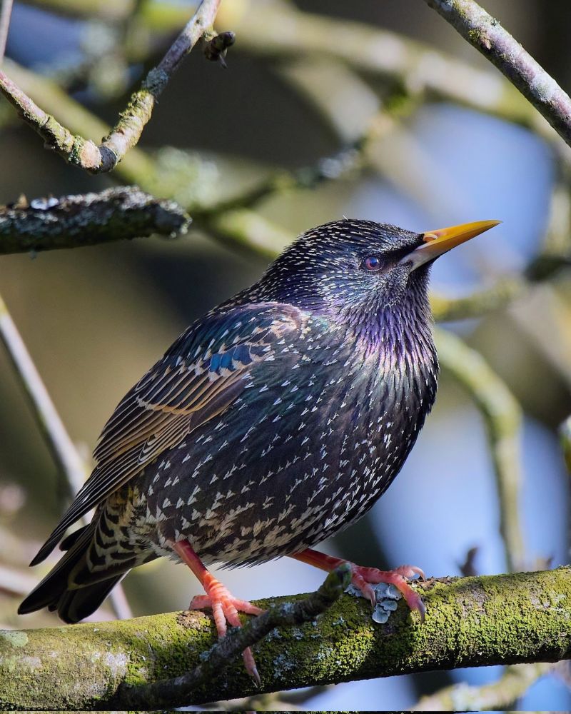 Image for the Tweet beginning: Starling. 