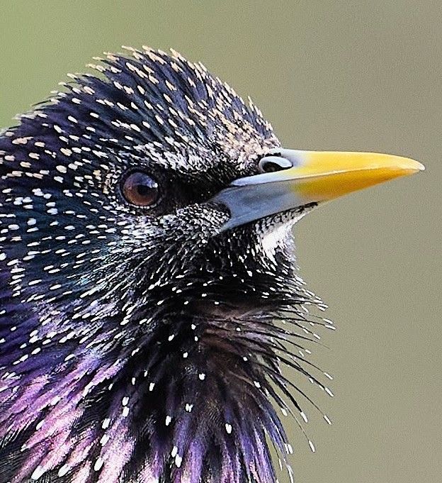 Image for the Tweet beginning: Starling. 