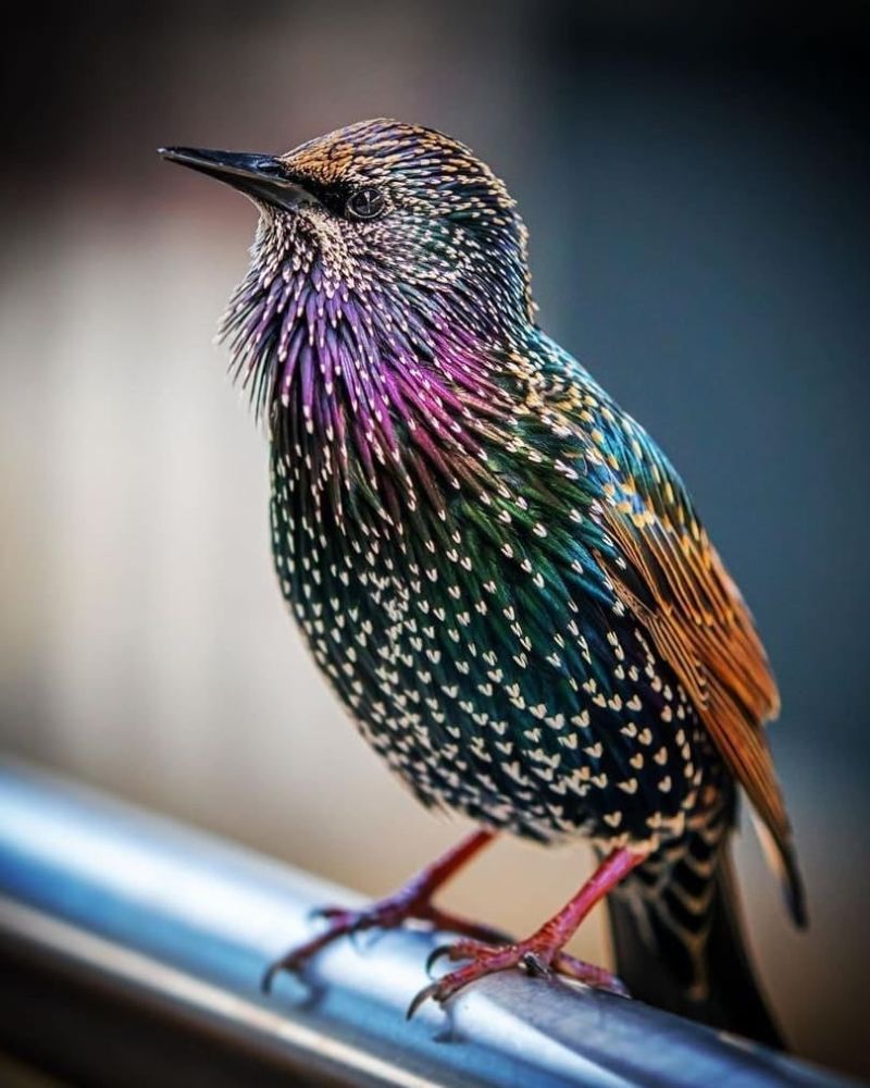 Image for the Tweet beginning: Common starling, showing beautiful colours
