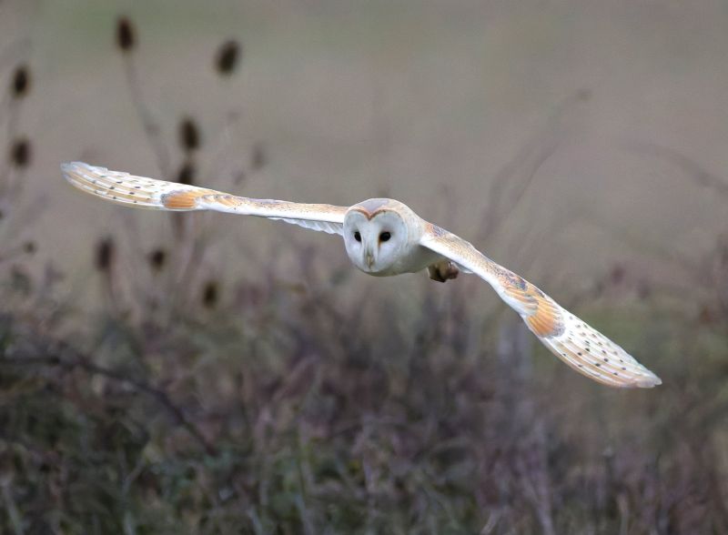 Image for the Tweet beginning: Barn Owl incoming. Isle Of