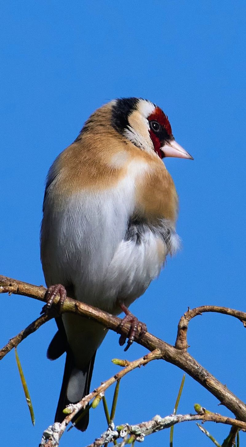 Image for the Tweet beginning: Goldfinch. 