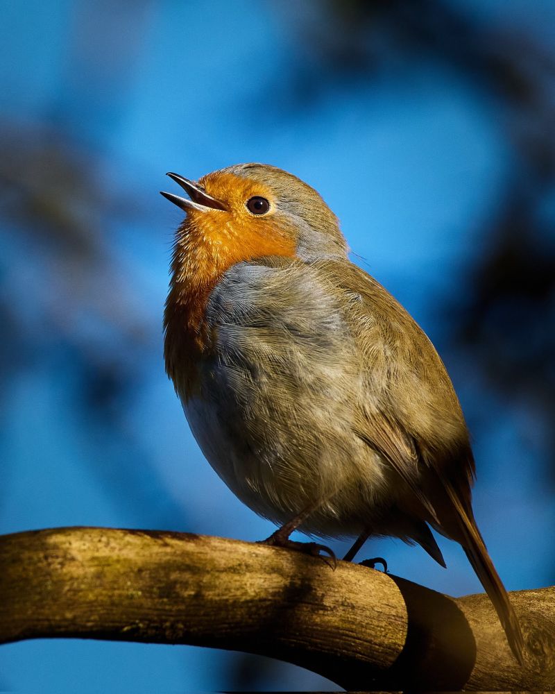Image for the Tweet beginning: Robin 🎶🎵 