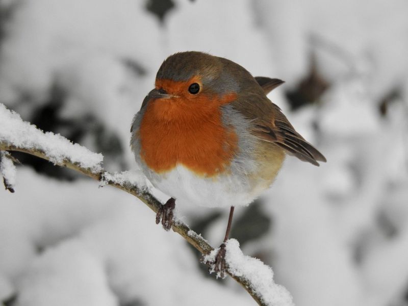 Image for the Tweet beginning: Merry Christmas from our favourite