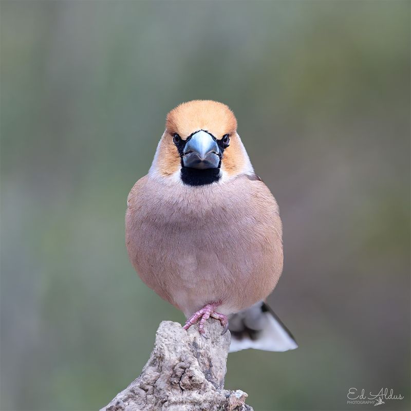 Image for the Tweet beginning: Kijk eens hoe parmantig deze