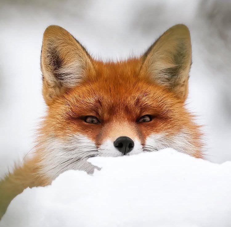 Image for the Tweet beginning: #FoxOfTheDay 🦊.

A stunning image of