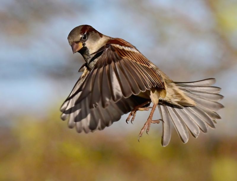 Image for the Tweet beginning: Male House Sparrow. 😀
 Taken