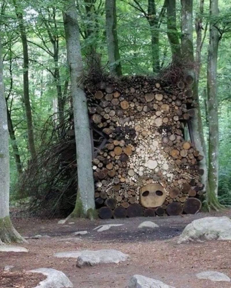 Image for the Tweet beginning: Camouflage 🐗 