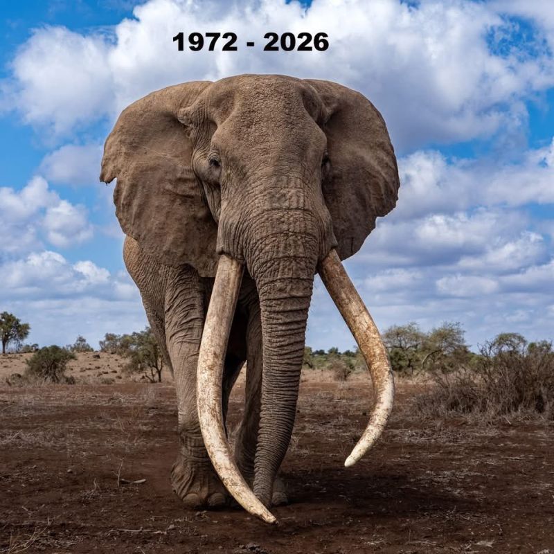 Image for the Tweet beginning: #RIPCraig 🐘

Such Sad News 😢

Craig,