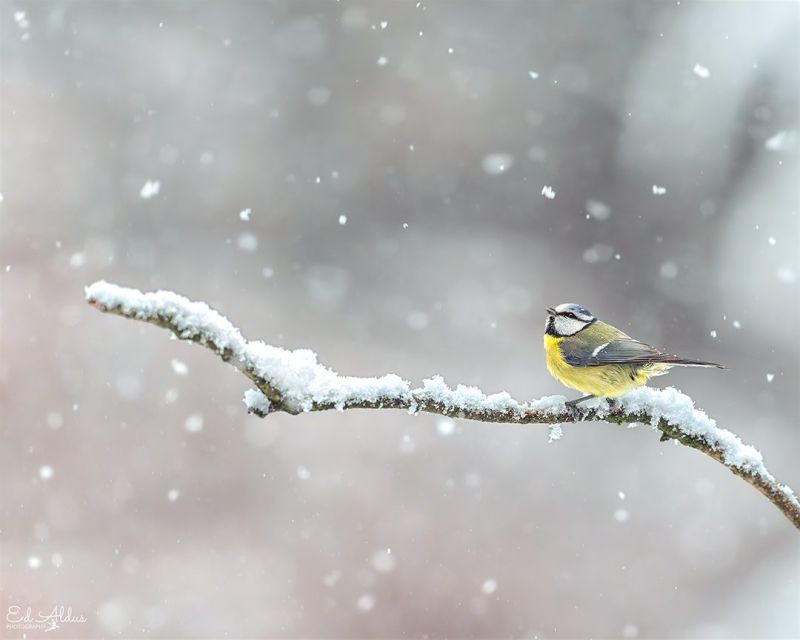 Image for the Tweet beginning: Een klein bolletje kleur, een