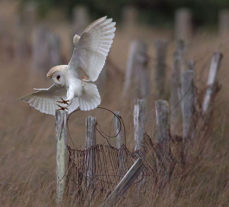 Image for the Tweet beginning: Landing gear deployed. 

Barn Owl.