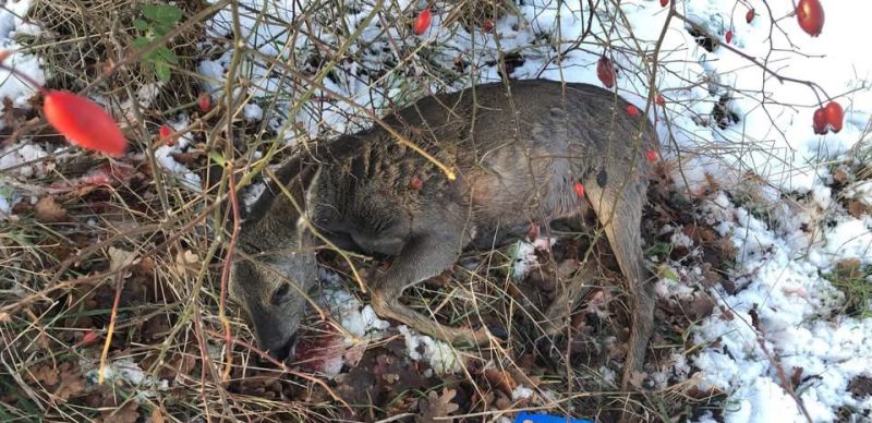 Image for the Tweet beginning: @faunabeschermin Ree zwaargewond aangetroffen in