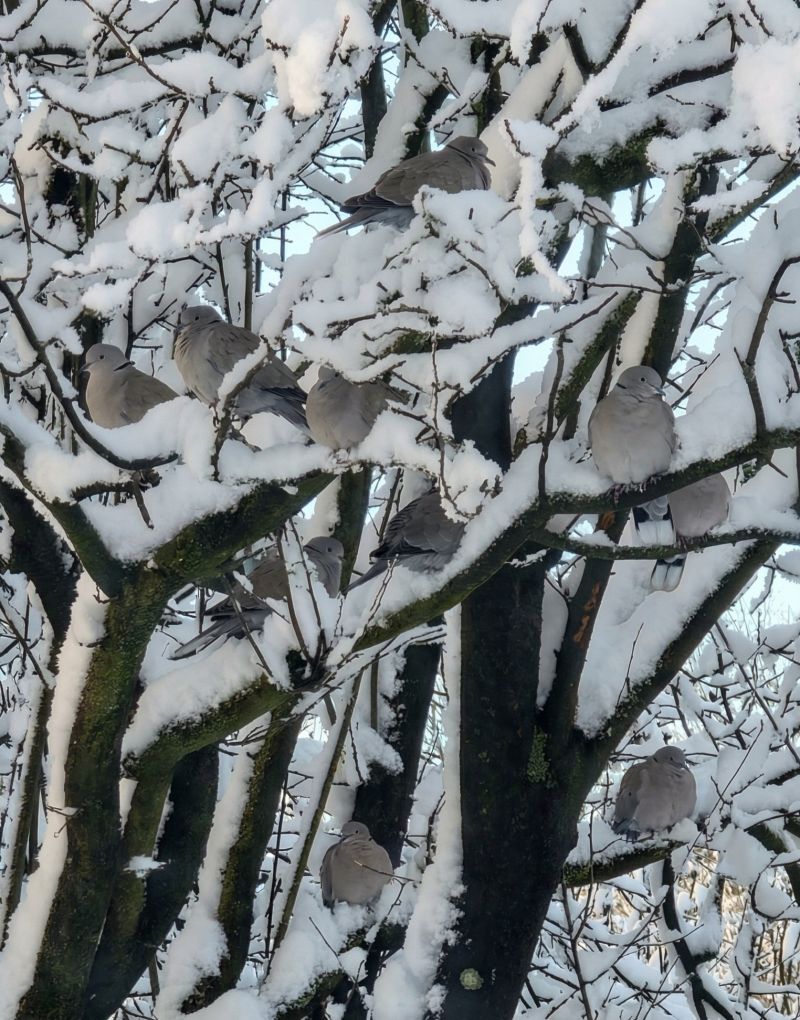 Image for the Tweet beginning: Tortelduifjes komen hier overnachten. 