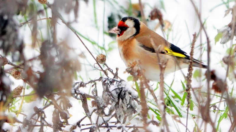 Image for the Tweet beginning: #vrtweer goedemiddag, deze putter had