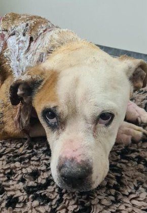 Image for twitter card