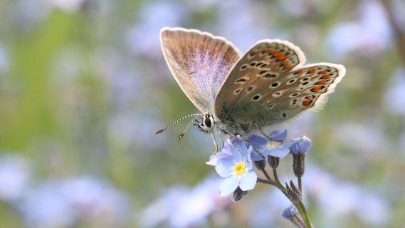 Image for twitter card